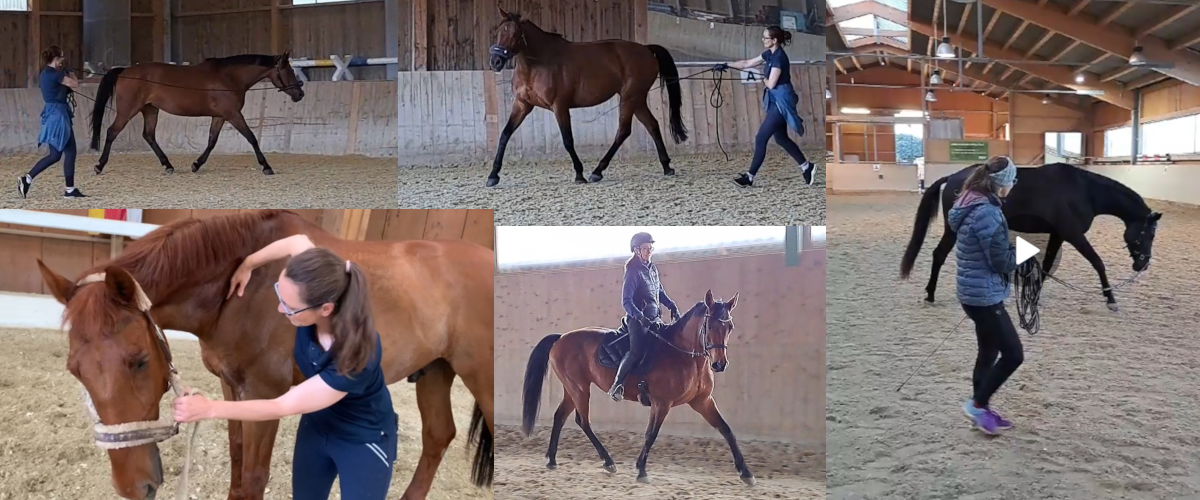 TENSEGRALES PFERDETRAINING